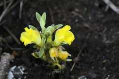Curcuma neilgherrensis